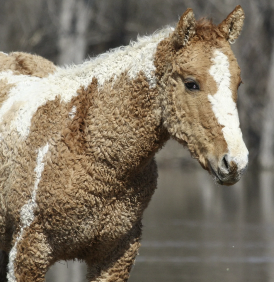 <ul><li><p>originated in North America </p></li><li><p>likely formed due to a genetic abnormality </p></li><li><p>hypoallergenic </p></li></ul><p></p>