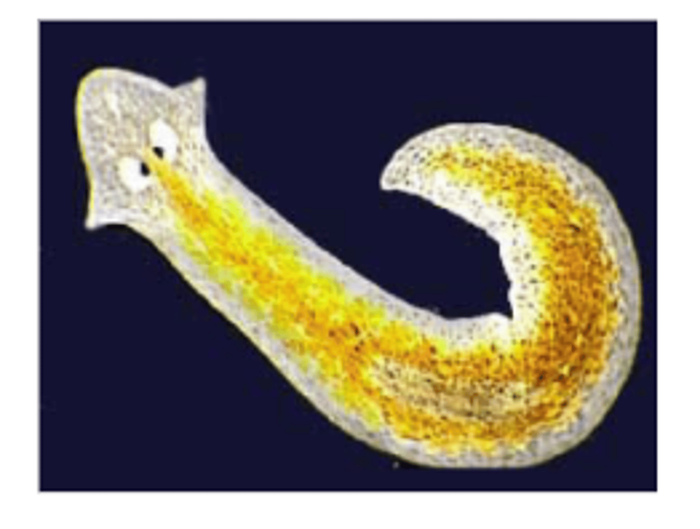 <p>A type of asexual reproduction in which certain organisms regrow missing body parts; occurs in planaria, starfish and many other organisms</p>