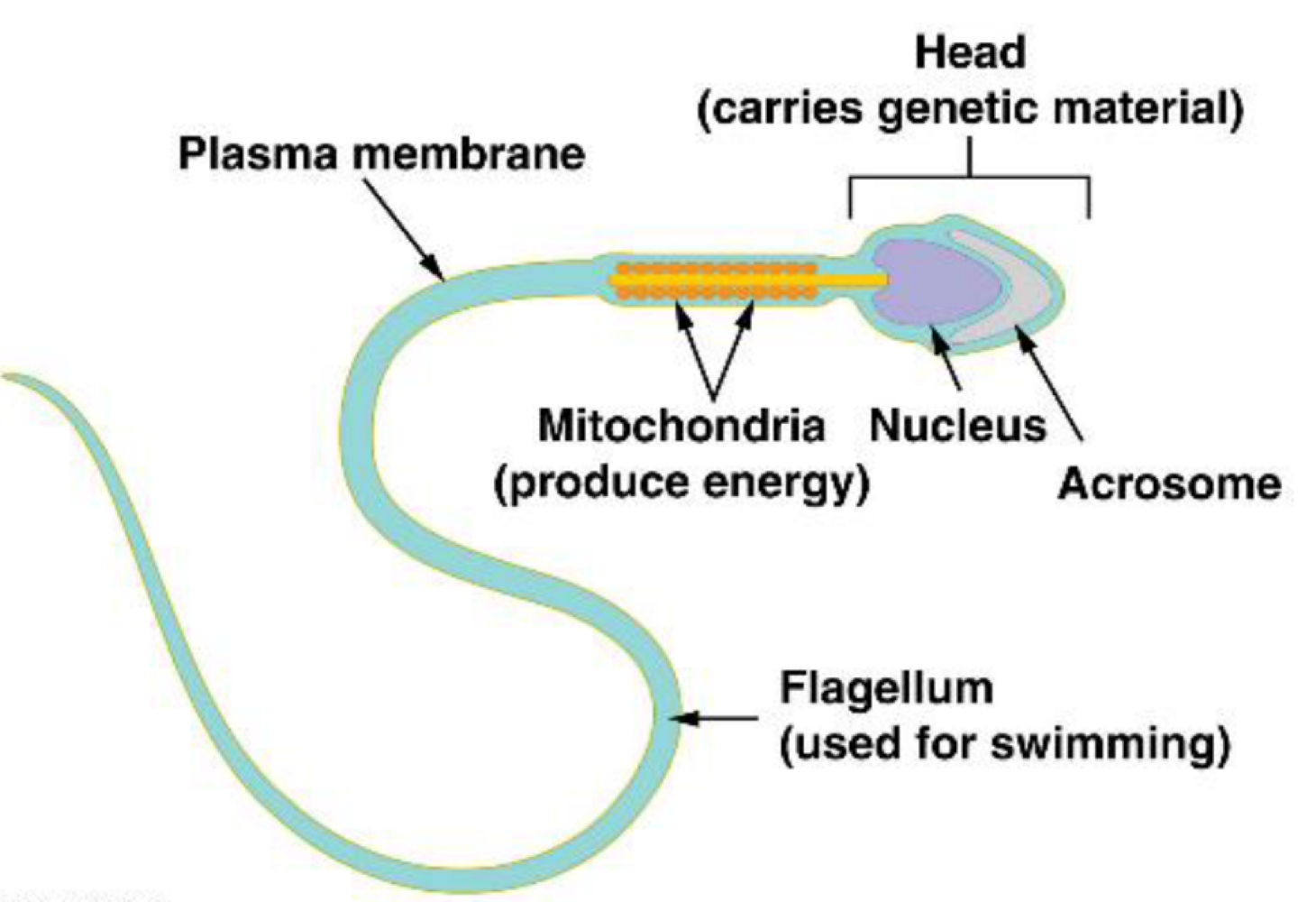 <p>acrosome </p>