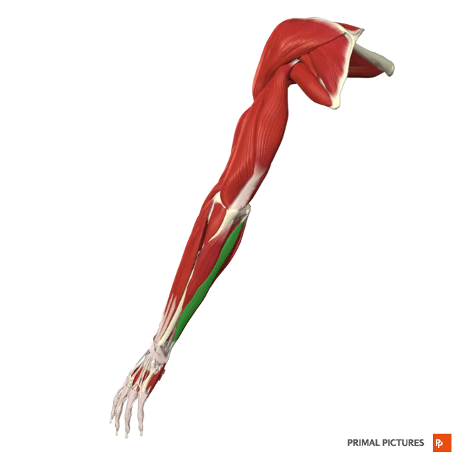 <p>Flexes and adducts hand at wrist </p>