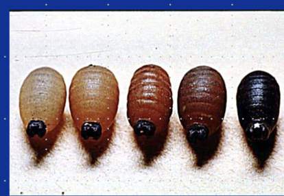 <p>White to dark</p>