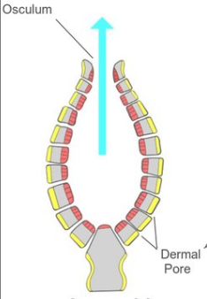 <p>What sponge body form is this?</p>