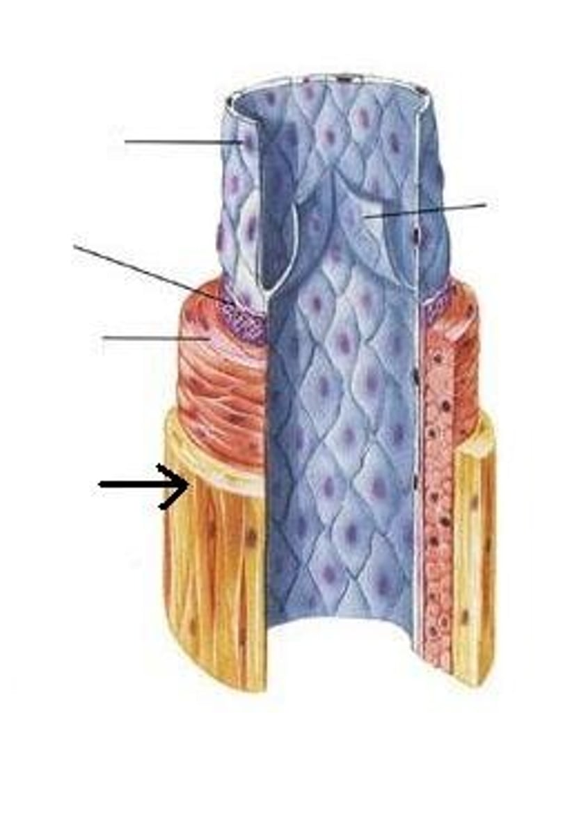 <p>The outer layer of the blood vessel.</p>
