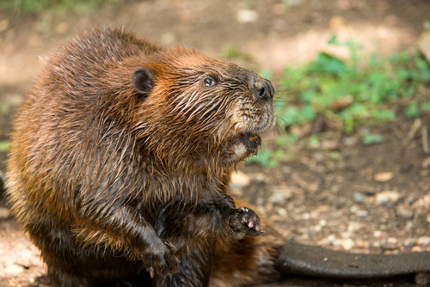 <p>North American Beaver</p>