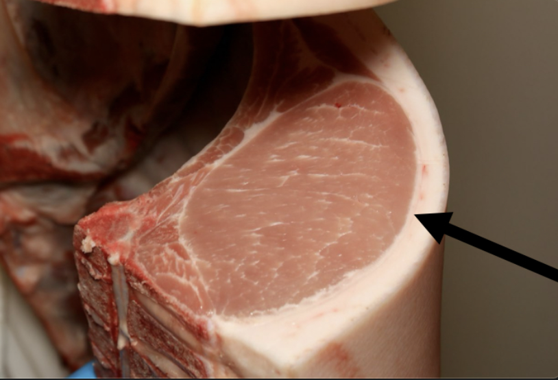 <ul><li><p>Backfat</p><ul><li><p>10th rib</p></li><li><p>Last rib</p></li></ul></li></ul><p></p>