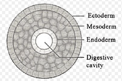 <p>No body cavity present in the mesoderm</p><ul><li><p>Applies only to triploblastic animals</p></li></ul><p></p>