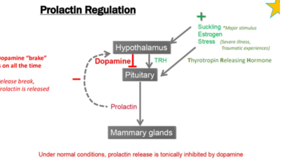 <p>Suckling</p><p>Estrogen</p><p>Stress (severe illness, traumatic experience)</p><p>Thyrotropin releasing hormone (from the thalamus)</p>