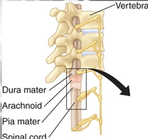<p>spinal cord form (external)</p>