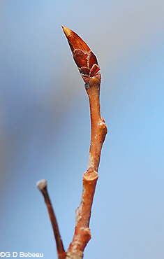 <ul><li><p>shade intolerant, grows in groups</p></li><li><p>alt branch</p></li><li><p>leaves: fine toothed margins, flat petiole perpendicular to blade</p></li><li><p>buds: scaled, glossy, pointed, red / brown, no film</p></li><li><p>bark: white, flattened furrows, eyebrows, powder</p></li><li><p>repro: catkins</p></li></ul>