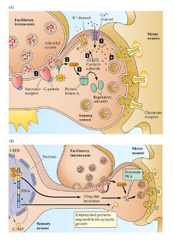 <ol><li><p>serotonin released by the modulatory interneurons binds to G-protein-coupled receptors on the presynaptic terminals of the siphon sensory neurons</p></li><li><p>stimulates production of the 2nd messenger, cAMP</p></li><li><p>cAMP binds to the regulatory subunits of protein kinase A</p></li><li><p>liberating catalytic subunits of PKA that are then able to phosphorylate several proteins, probably including K+ channels</p></li><li><p>the net effect of PKA action is to reduce the probability that the K+ channels open during a presynaptic AP</p><ul><li><p>this prolongs the presynaptic AP thereby opening more presynaptic Ca2+ channels</p></li></ul></li><li><p>the enhanced influx of Ca2+ into the presynaptic terminals increases the amount of transmitter released onto motor neurons during a sensory neuron AP</p></li></ol><p></p>