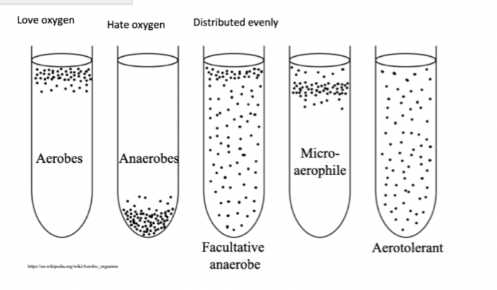oxygen      