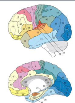 <p>visual </p>