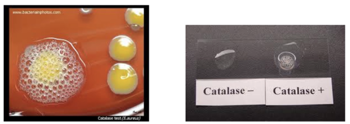 <p>H2O2 produced during normal aerobic respiration</p><p>-Toxic and microbes developed enzymes to neutralize it (<strong>catalase,peroxidase</strong>)</p><p>-Agent: 3% of H2O2</p><p>*Positive": Milkly color</p>
