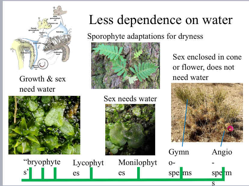 <p>Evolutionary Trends (Dependence on water)</p>