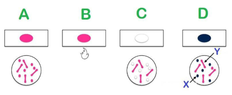 <p>What group of organisms will reveal staining reaction labeled X?</p>