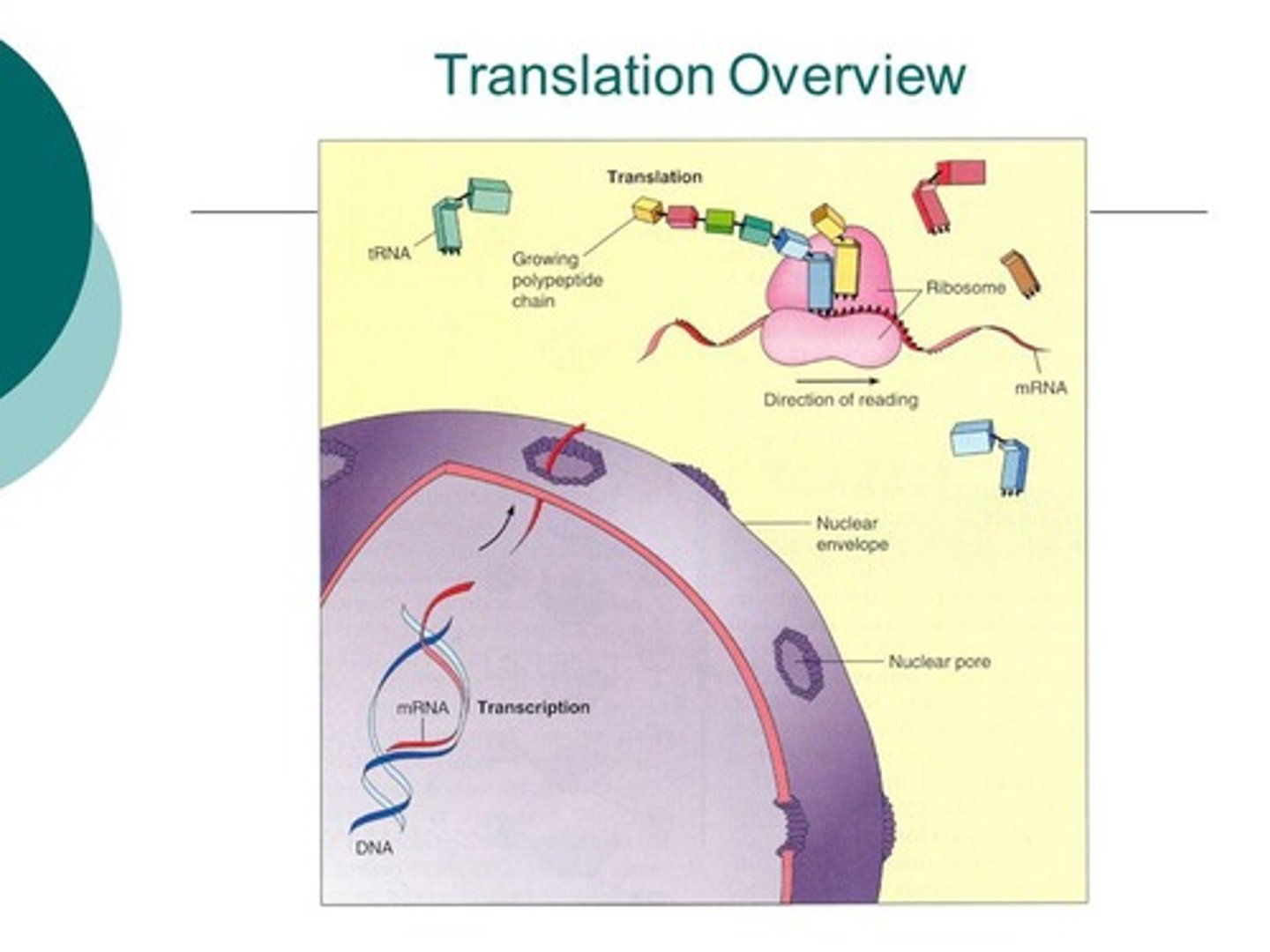 <p>Process of how an mRNA is 'read' to make a polypeptide</p><p>2 molecules play key roles in this process: tRNA and ribosomes</p>