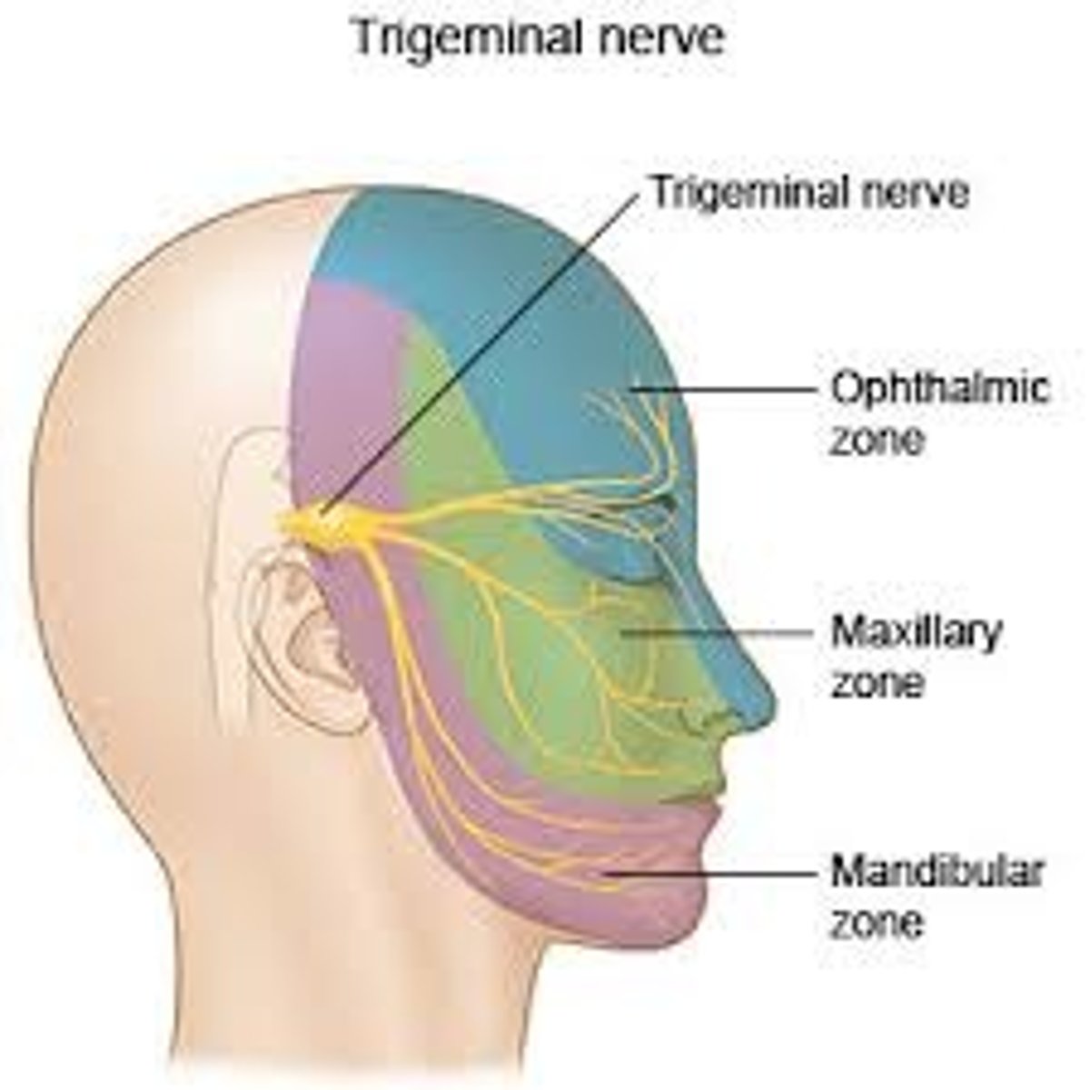 <p>trigeminal nerve- mandibular branch (CN V3)</p>