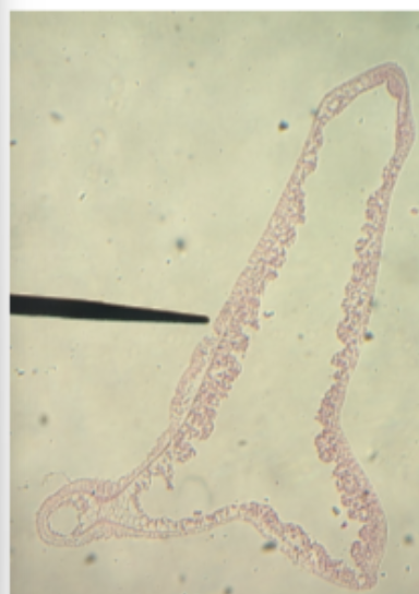 <p>name phylum and class </p>