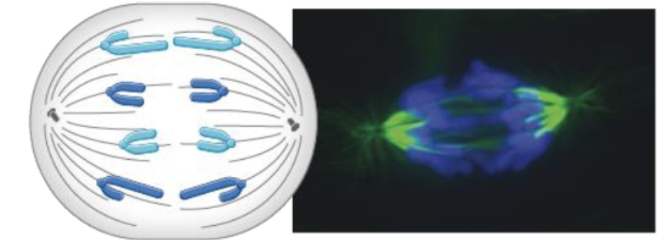 <p><span>In the figure below, what events are taking place during this phase of mitosis? </span></p>