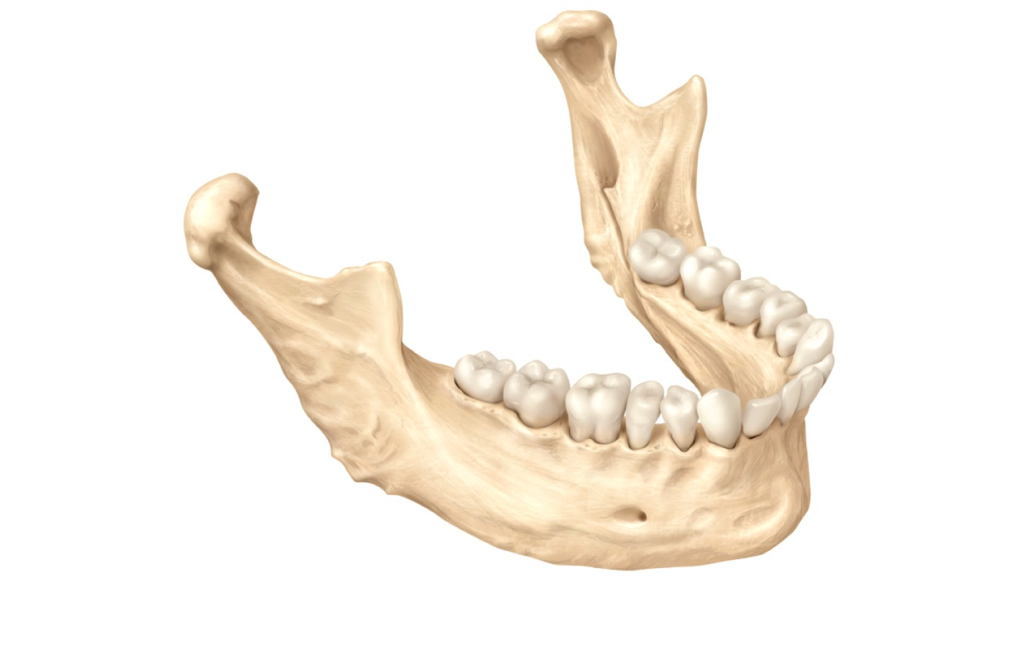 <p>What is the name of this bone in the skull?</p>