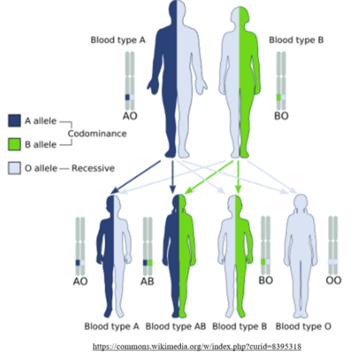<p>codominance</p><p>Mnemonic: Codominance is NO dominance</p>