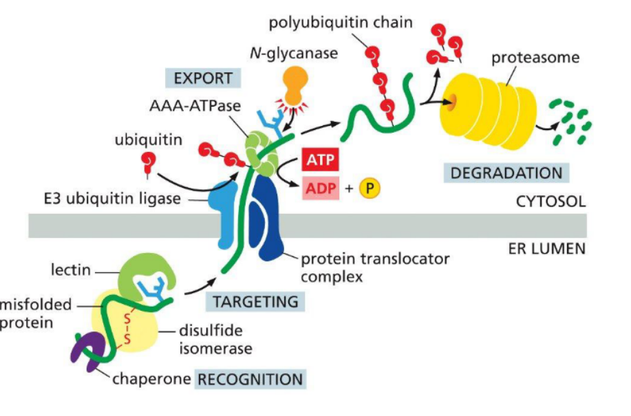 <p>A slow-acting ___gradually trims mannose residues from glycoproteins. Once sufficient trimming occurs, the modified glycan is recognized by ER-luminal lectins (proteins that bind specifically to carbohydrates) associated with a retrotranslocator, marking the protein for export or degradation.</p>