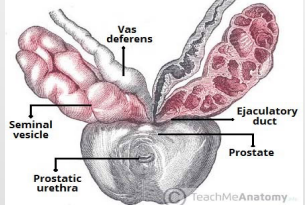 <p><strong>Seminal Vesicle</strong></p><p>-Accessory gland that is an outgrowth from ductus deferens</p><p>-Coiled tube with numerous pockets, located between ________ and rectum (towards base of bladder)</p><p>-Joins ductus deferens to form ___________ duct</p><p>-Secretions contribute to ________ of ejaculate (semen)</p><ul><li><p>Nutritive ______-rich fluid (fructose)</p></li><li><p>Source of ______ for _____</p></li></ul><p></p>