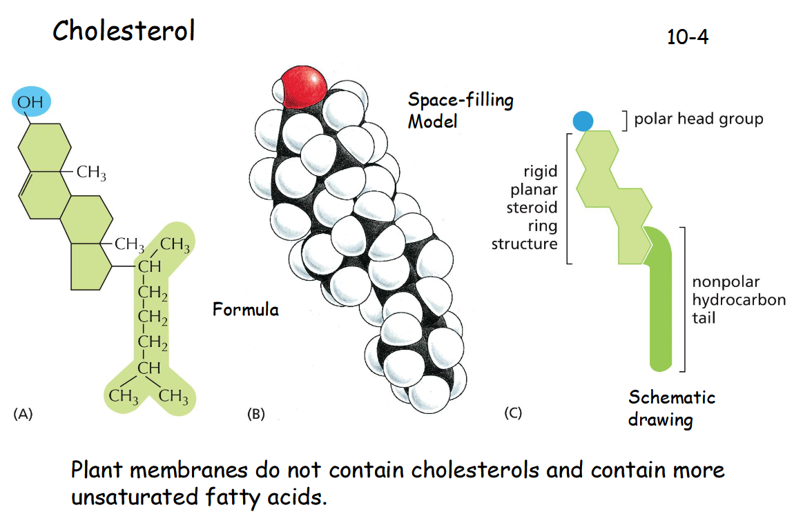 <p>C27H46O</p><p></p>
