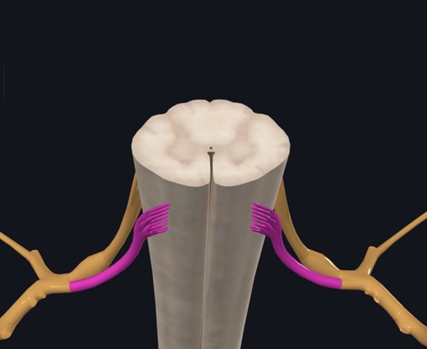 <p>Name the structure highlighted purple.</p>