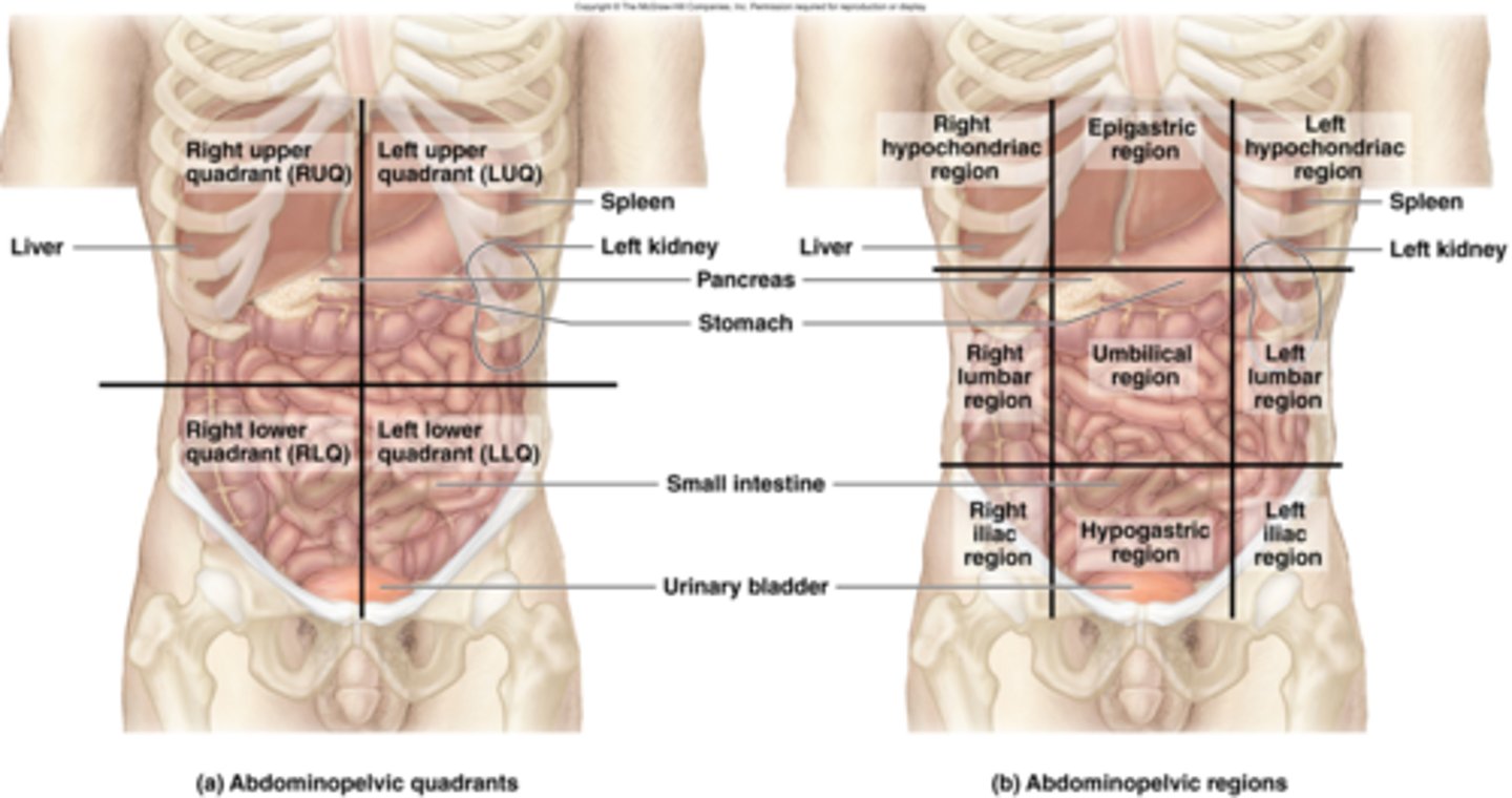 <p>RUQ, LUQ, RLQ, LLQ,</p>