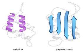 Coils and folds because of the hydrogen bonds between the repeating polypeptide backbone