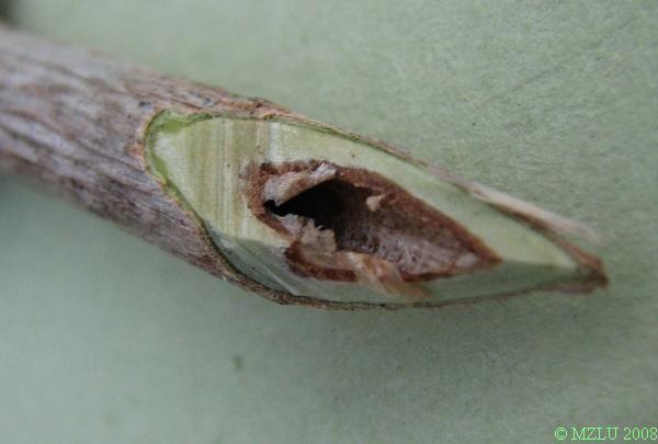 <p><span><strong><em>Lonicera </em></strong><em>ssp</em></span></p><p>pupeny <strong>vstřícné</strong>, kuželovité, odstálé; časté přídatné, kolaterální vzestupné pupeny; letorosty tenké, duté nebo s různě zbarvenou dření</p><p>větvení typické tím, že další letorosty raší z přídatných pupenů</p>