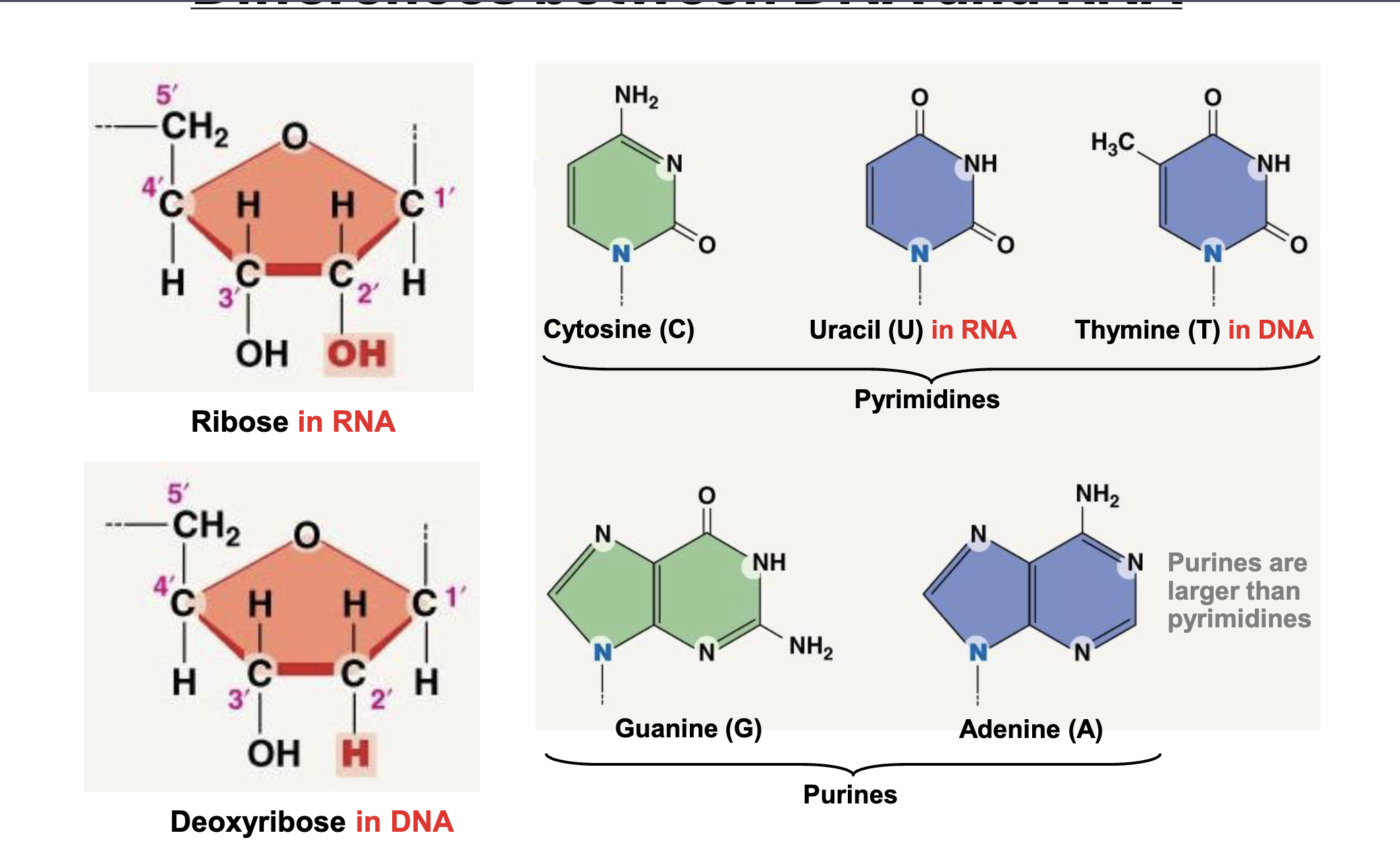 <p>DNA is double stranded while RNA is single Stranded. DNA has a deoxyribose sugar (H on 2’ carbon) while RNA has a ribose sugar&nbsp;(OH on 2’ carbon). DNA has thymine based paired with adenine and RNA has uracil.</p>