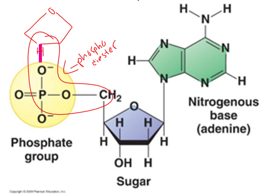 <p>covalent; phosphodiester link</p>