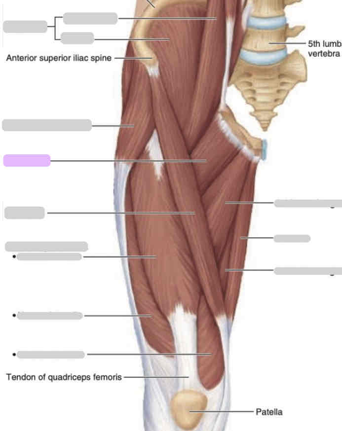 <p>Anterior thigh (superficial)</p>