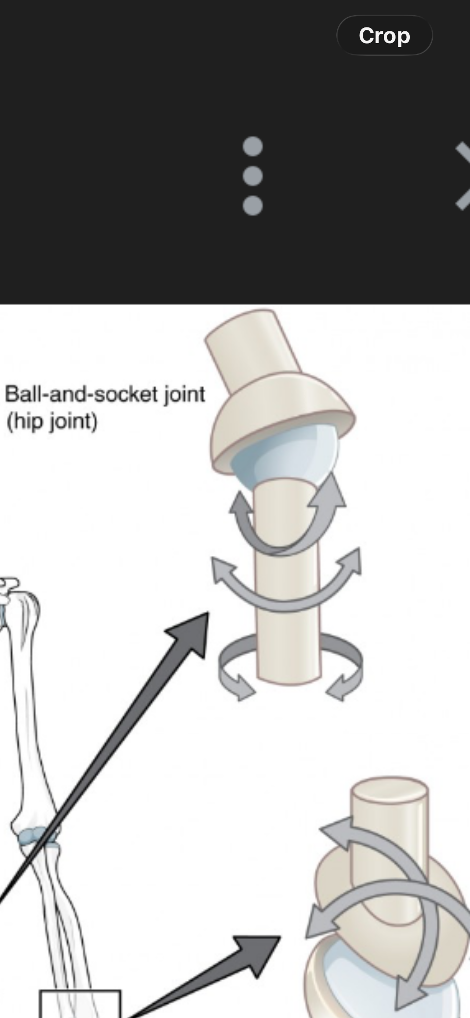 <p>Ball and Socket Joint</p>