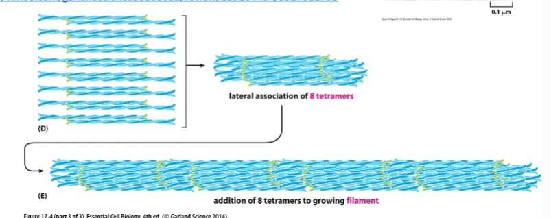 <ul><li><p><strong>8 tetramers pack together</strong></p></li><li><p>Twist into a <strong>rope-like cable</strong></p></li><li><p>Rope can <strong>stretch</strong> → gives strength</p></li><li><p>Won’t break easily</p></li></ul><p></p>