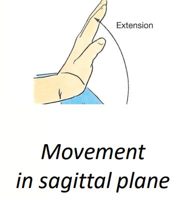 <p>Extensor carpi radialis mm. and extensor carpi ulnaris (Extension)</p>