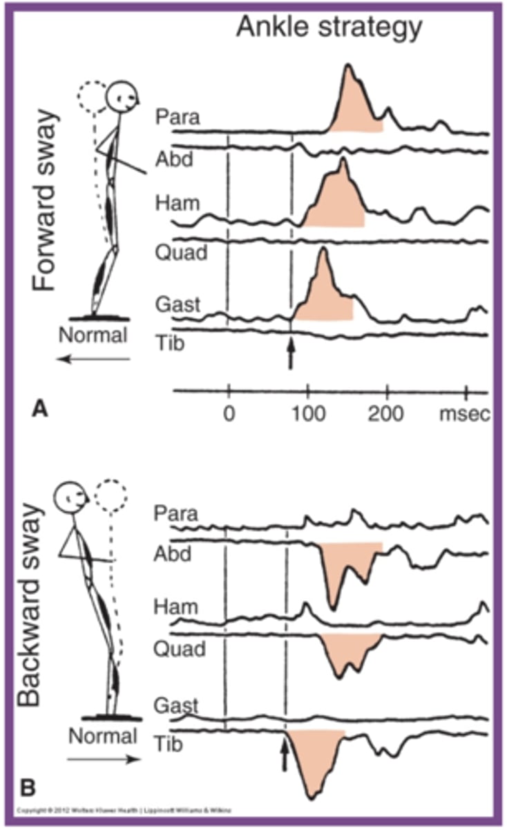 <p>Order of muscle activation:</p><p>1. gastrocnemius</p><p>2. hamstrings</p><p>3. paraspinals</p><p>think: MA in direction of plate</p>
