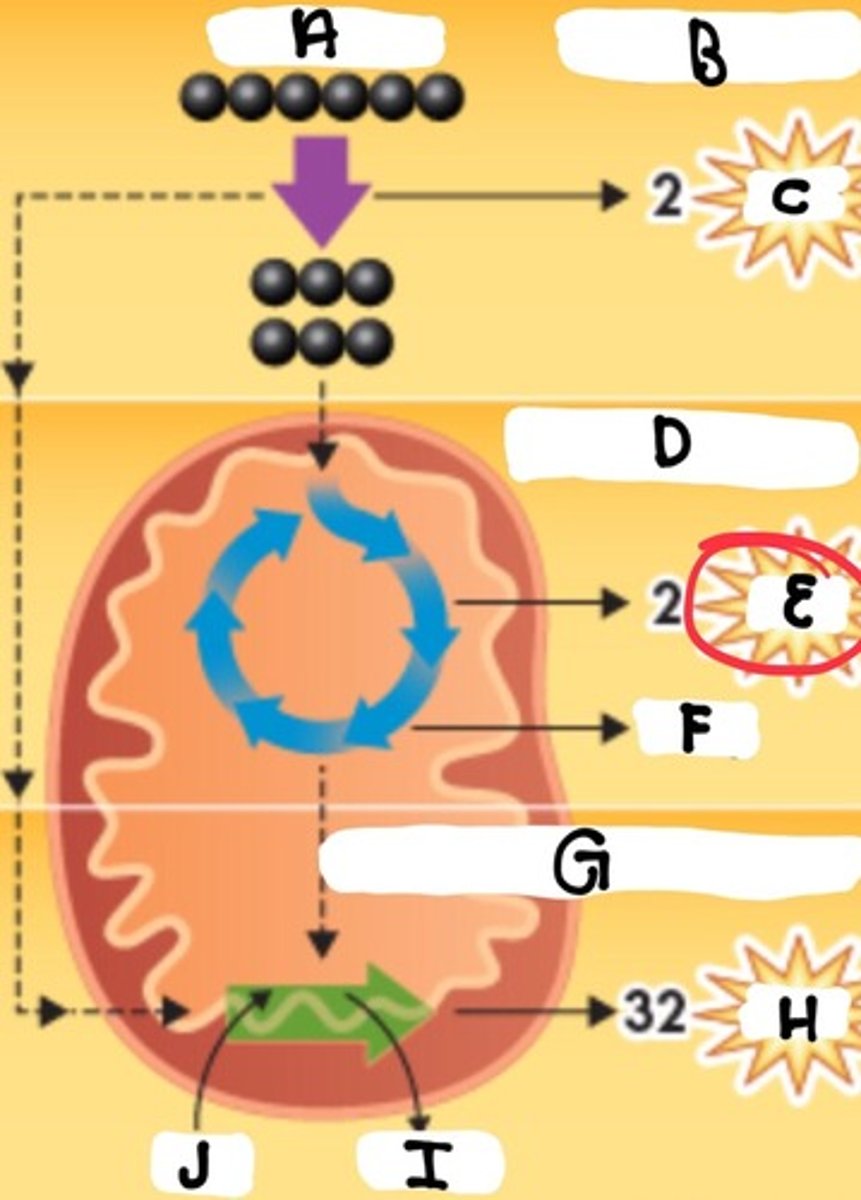<p>What is part E</p>