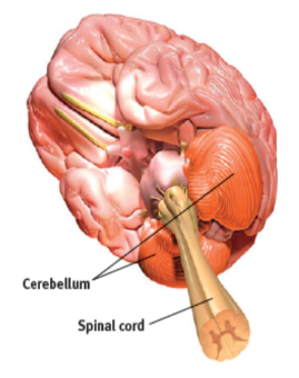 <ul><li><p>processing sensory input,</p></li><li><p> coordinating  movement and balance, </p></li><li><p>nonverbal learning </p></li></ul>