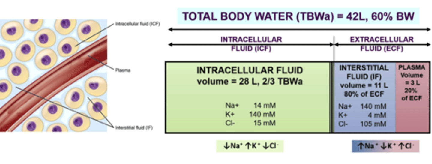 <p>separated by selectively permeable membranes that control movement of water and solutes</p>