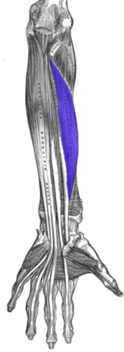 <p>- Part of the deep layer of anterior forearm muscles</p><p>Thumb flexor</p><p>Action: thumb flexion at IP and MCP joints</p><p>Origin:</p><p>- Anterior surface of radius and adjust interosseous membrane</p><p>- Interosseous membrane</p><p>Insertion: Base of distal phalanx of the thumb</p><p>Nerve innervation: AIN of the median nerve</p>