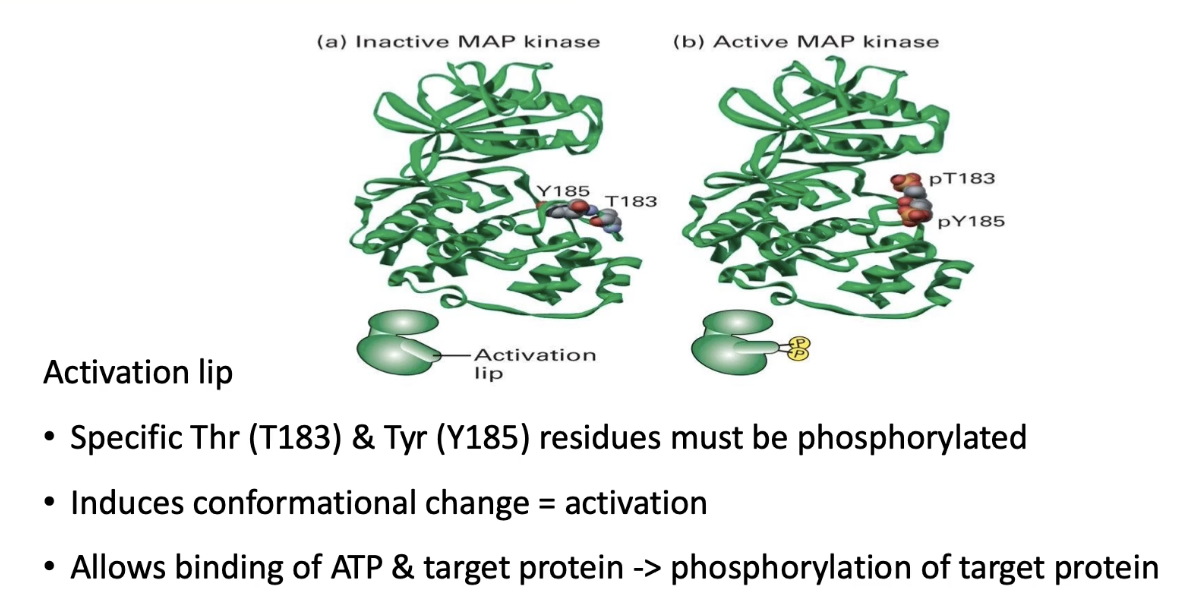 <ul><li><p>Activated by <strong>MEK</strong>, a <strong>dual-specificity kinase</strong> (targets <strong>threonine &amp; tyrosine</strong>)</p></li><li><p>Phosphorylation occurs on the <strong>activation lip</strong> of MAP kinase</p></li><li><p>Conformational change <strong>exposes ATP &amp; substrate binding pockets</strong></p></li><li><p>Similar activation mechanism as seen in other <strong>kinases</strong></p></li><li><p><strong>MAP kinase = final downstream target</strong> in <strong>Ras-linked RTK</strong> pathways</p></li></ul><p></p>