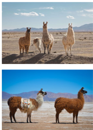 <p>Llama (Lama glama) </p>