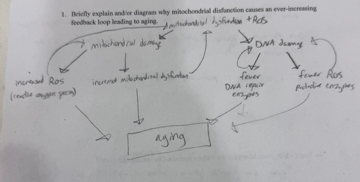 <p>mitochondrial damage → incr mit dysfunction and incr ROS</p><p>DNA damage → fewer DNA repair enzymes and fewer ROS protective enzymes</p><p>they both exacerbate each other!</p>
