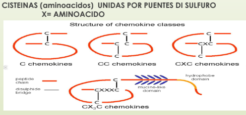 <p>Pequeñas moléculas que actúan en al migración celular </p><ul><li><p>Rodamiento y adherencia al endotelio</p></li><li><p>Según sus aminoácidos pueden ser CC o CXC</p></li></ul><p>Ej: Dendríticas activadas expresan CCR7<span data-name="world_map" data-type="emoji">🗺</span>, y son atraídas x ligandos <span data-name="round_pushpin" data-type="emoji">📍</span>(CCL19 y CCL21, que se encuentran en corteza del ganglio linfático)</p>