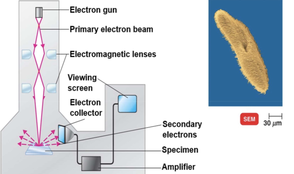 <p>an electron gun produces a beam of electrons that scans the surface of an entire specimen. secondary electrons emitted from the specimen produce a 3 dimensional image. primary electrons sweep across the specimen &amp; knock electrons from its surface, secondary electrons are picked up by collector, amplified, and transmitted onto viewing screen or photographic plate. In this colorized scanning electron micrograph, the surface structures of <strong>paramecium </strong>are seen. see the 3 dimensional appearanceo of cell, in contrast of 2 dimensional in transmission electron. </p>