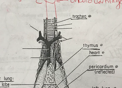 <p>The thymus is a gland located in the chest, near the heart. It plays a crucial role in the development and maturation of certain immune cells called T-cells, which are essential for the immune system&apos;s functioning.</p>