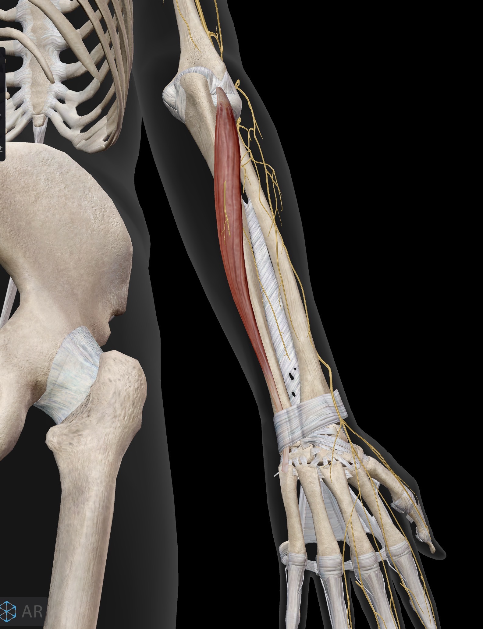 <p>Name the muscle and corresponding letter ( O = origin, I = insertion, A = actions, IN = innervation)</p><p>O</p><p>I</p><p>A</p><p>IN</p>